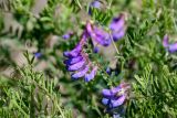 Vicia multicaulis