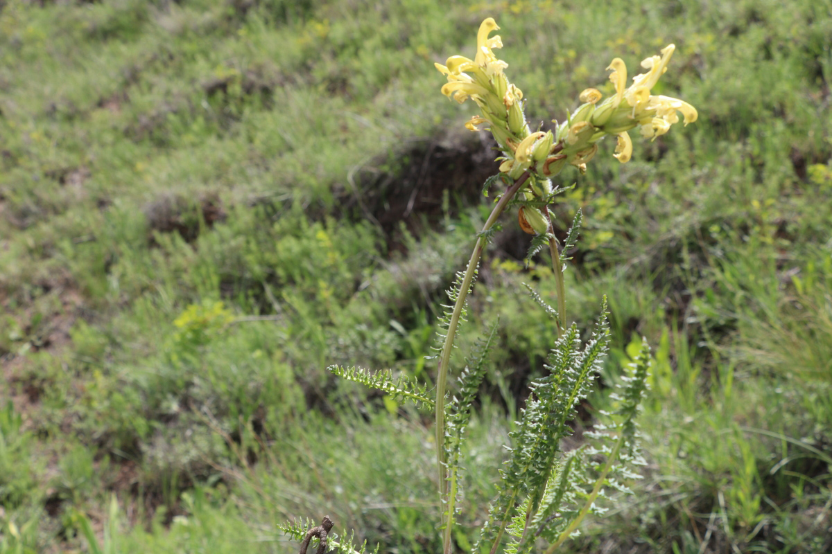 Изображение особи Pedicularis condensata.