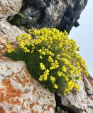 род Draba. Цветущее растение. Кабардино-Балкарская респ., Чегемский р-н, сельское поселение Хушто-Сырт, гора Лха со стороны перевала Актопрак, на скале. 16.06.2023.