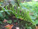 Dryopteris cycadina. Фрагмент молодой фертильной вайи (нижняя сторона). Московская обл., Щёлковский р-н, в культуре. 12.09.2023.