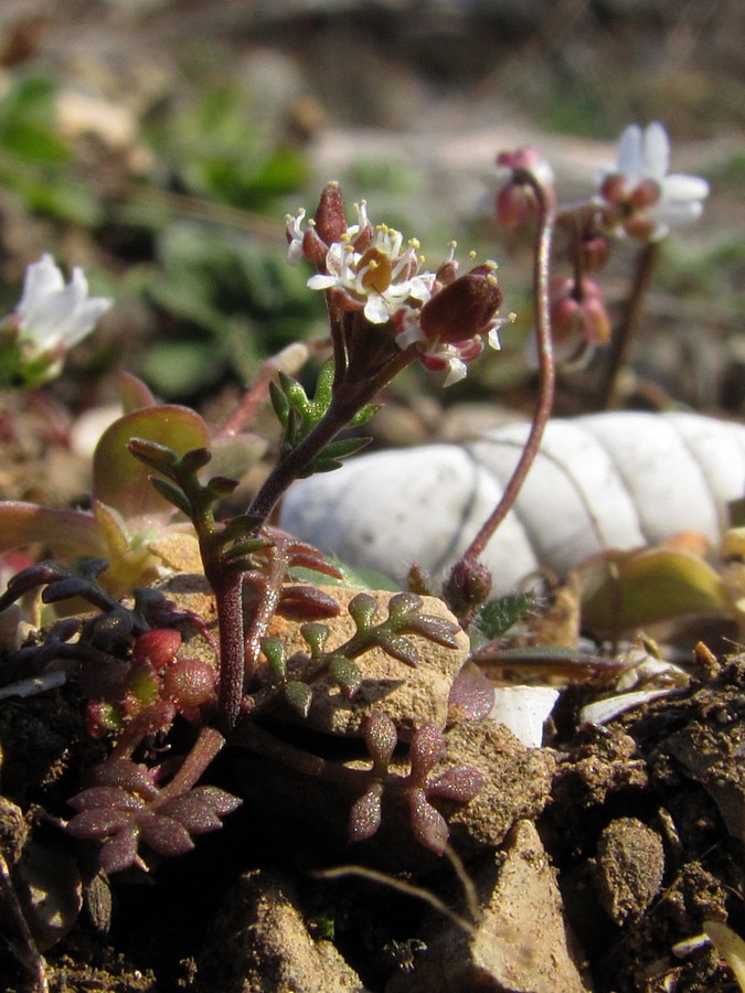 Изображение особи Hornungia petraea.