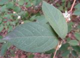 Lonicera fragrantissima