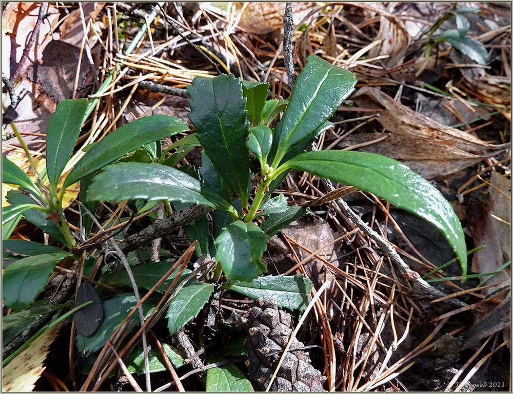 Изображение особи Chimaphila umbellata.