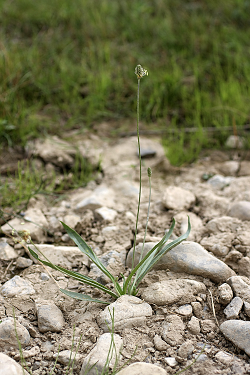 Изображение особи Plantago lanceolata.