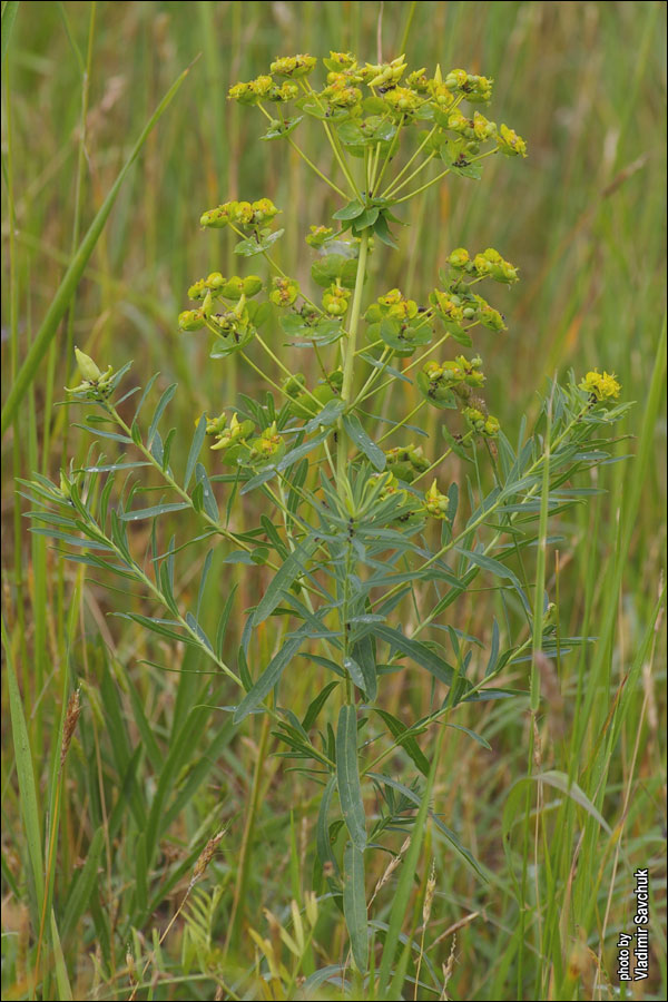 Изображение особи Euphorbia virgata.