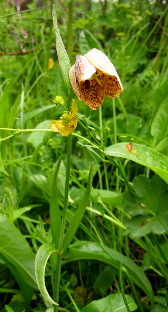 Image of Fritillaria sajanensis specimen.