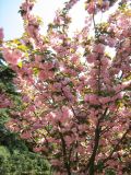 Prunus serrulata. Ветви с соцветиями. Южный берег Крыма, Никитский ботанический сад. 27 апреля 2012 г.