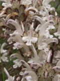 Pedicularis cheilanthifolia