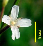 Epilobium maximowiczii