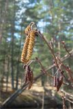 Alnus glutinosa