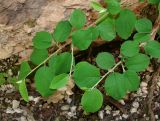 Cotoneaster melanocarpus. Ветви. Архангельская обл., Пинежский р-н, юго-восточные окр. Пинежского заповедника, на обнажении горной породы в карстовом логу. 21.06.2013.