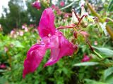 Impatiens glandulifera