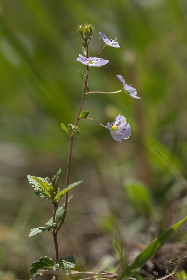 Изображение особи Veronica peduncularis.