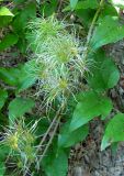 Clematis vitalba