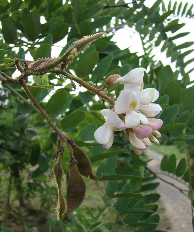 Изображение особи Robinia luxurians.