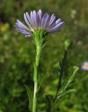 Symphyotrichum × versicolor. Соцветие (вид со стороны обёртки). Томская обл., окр. г. Томск, заброшенный садовый участок. 06.09.2009.