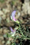 Vicia subvillosa. Цветки. Южный Казахстан, хр. Сырдарьинский Каратау, ущ. Карашасай. 03.05.2014.