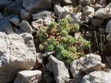 Sedum hispanicum. Вегетирующее растение в каплях росы на тропе. Черногория, муниципалитет Будва, окр. с. Кульяче (Kuljače), пояс дубово-грабинникового леса. 08.10.2014.