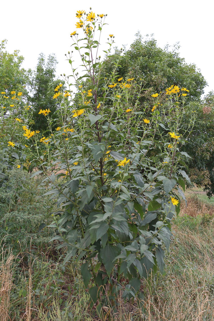 Подсолнечник клубненосный (Helianthus tuberosus)