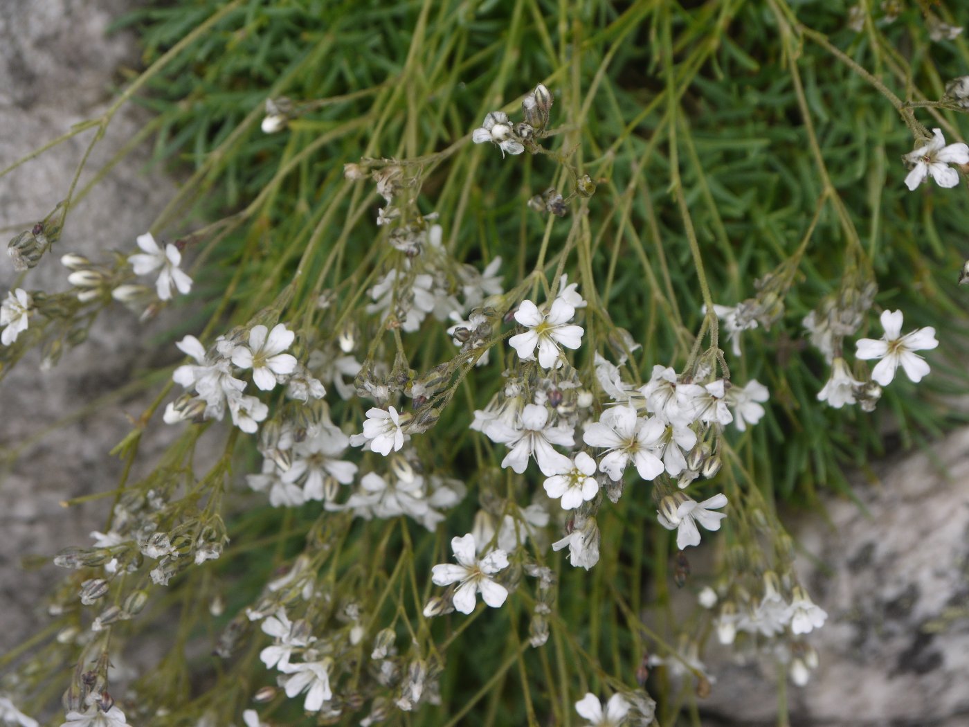 Изображение особи Gypsophila uralensis.