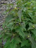 Lamium album