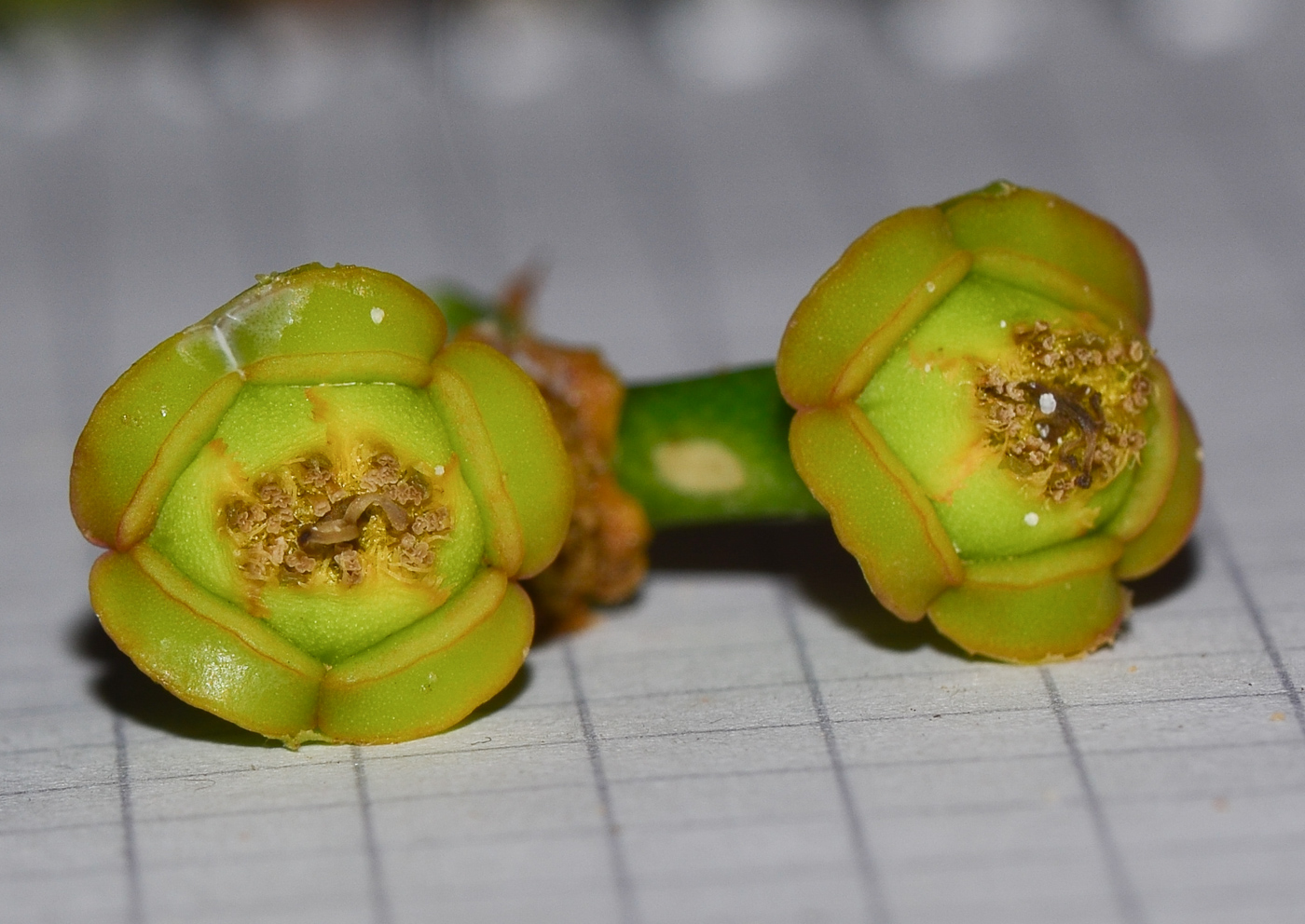 Image of Euphorbia neriifolia specimen.