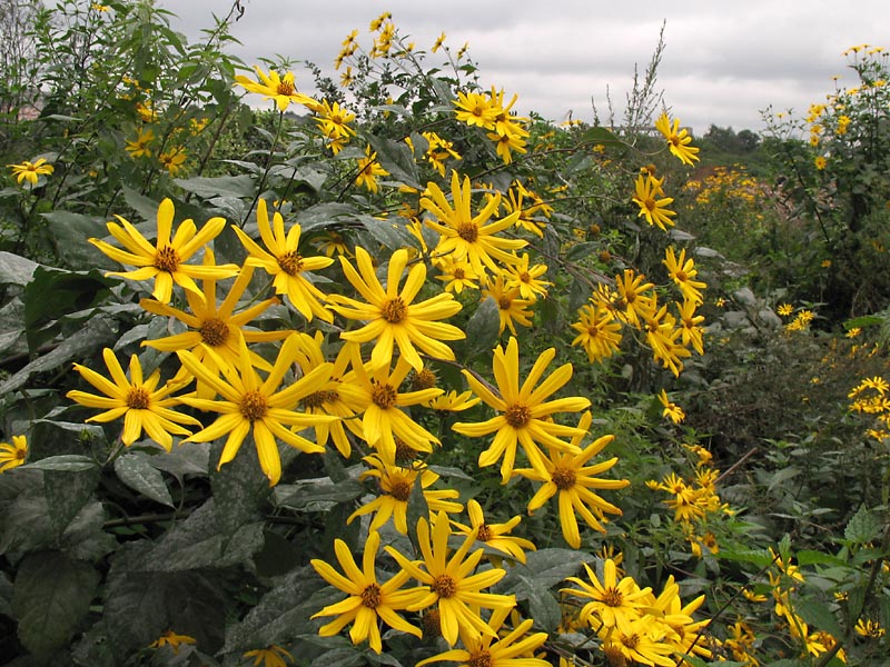 Изображение особи Helianthus tuberosus.