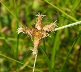 Bolboschoenus planiculmis