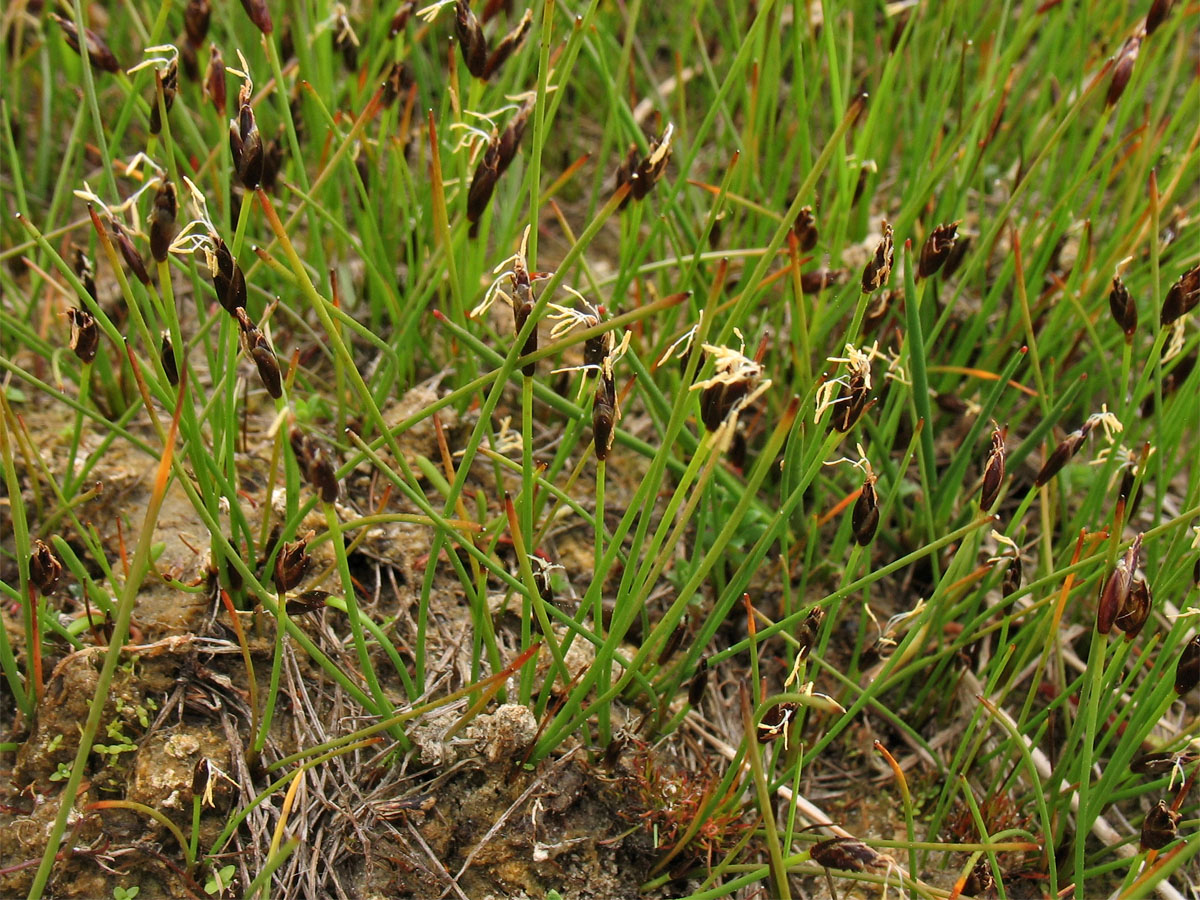 Изображение особи Eleocharis quinqueflora.