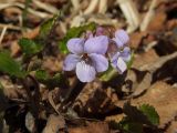 Viola selkirkii. Цветущие растения. Магаданская обл., окр. Магадана, бухта Нагаева, Морпортовская сопка, на склоне. 24.05.2016.