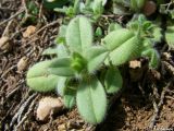 Cerastium подвид tauricum