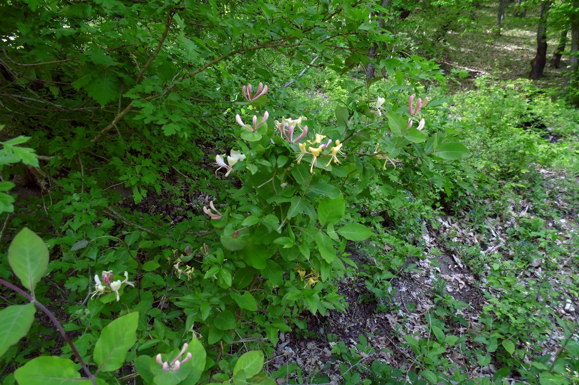 Изображение особи Lonicera caprifolium.