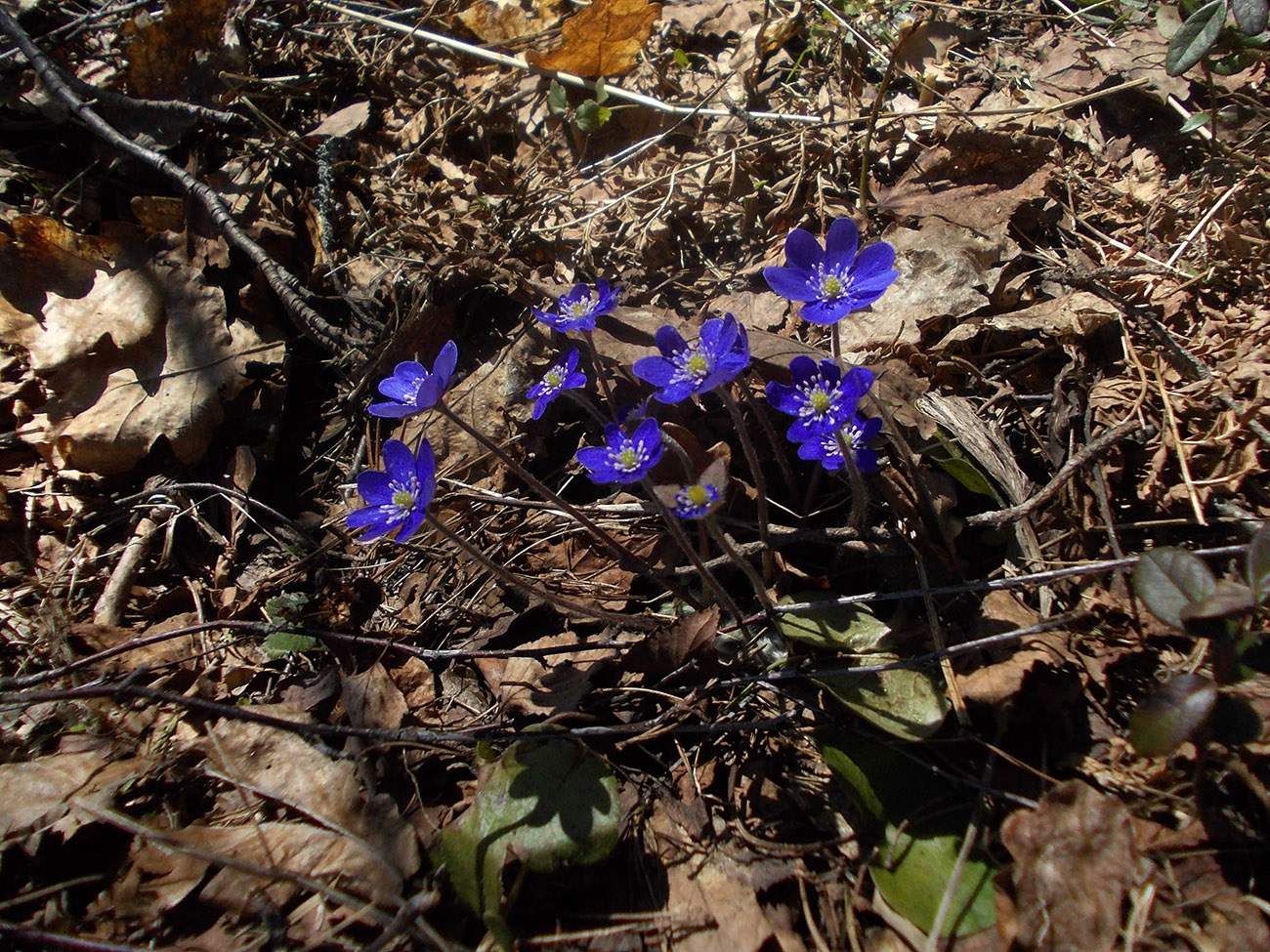 Изображение особи Hepatica nobilis.