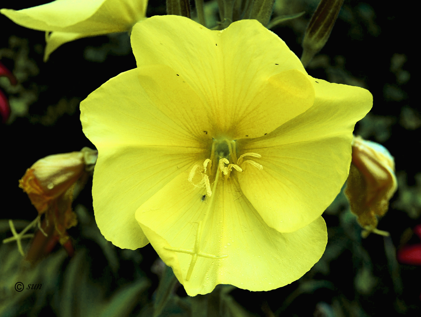 Изображение особи Oenothera glazioviana.