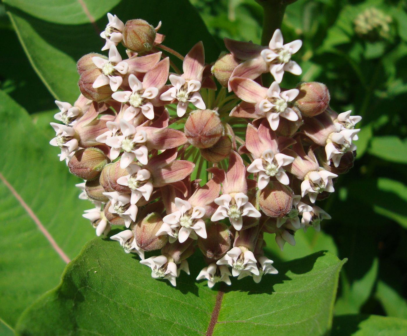 Изображение особи Asclepias syriaca.