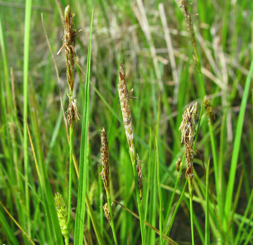 Изображение особи Carex hirta.