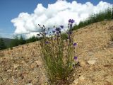 Campanula rotundifolia. Растение с цветками и бутонами. Магаданская обл., Ольский р-н, Ольское шоссе, щебнистый склон близ дороги. 13.07.2015.