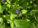 Asperugo procumbens