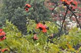 Bombax ceiba. Верхушка веточки цветущего растения. Китай, провинция Гуандун, г. Гуанчжоу, парк Юэсю. 06.03.2015.