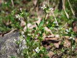 Cardamine umbellata. Верхушки цветущих растений. Магаданская обл., окр. г. Магадан, побережье бухты Нагаева, Морпортовская сопка, небольшой ручей в распадке. 14.06.2017.