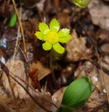 Hacquetia epipactis