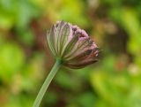 Astrantia trifida. Соцветие - простой зонтик, вид снизу. Москва, Воробьёвы горы, Ботанический сад МГУ, в культуре из Северной Осетии. 14.06.2018.