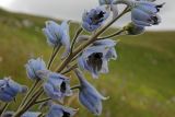 Delphinium speciosum. Часть соцветия. Республика Адыгея, Майкопский р-н, Кавказский биосферный заповедник, плато Лаго-Наки, северо-восточное подножие горы Блям, выс. 2184 м н.у.м., субальпийский луг. 28.07.2018.