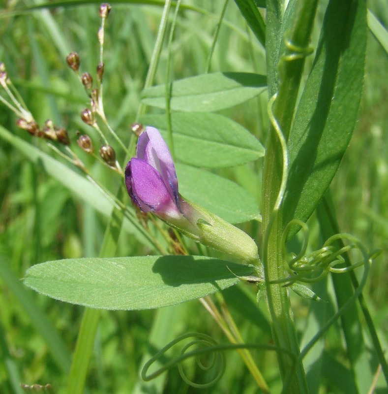 Изображение особи Vicia sativa.