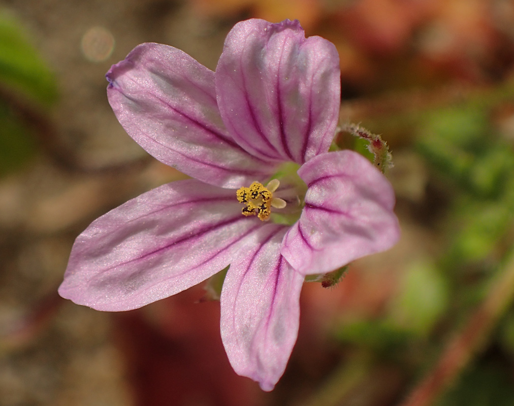 Image of Erodium botrys specimen.