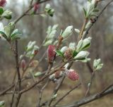 Salix krylovii. Часть ветви с распускающимися мужскими соцветиями и листьями. Магаданская обл., окр. г. Магадан, низовье р. Магаданка, ивняк в долине. 07.06.2018.