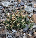 Scutellaria cypria