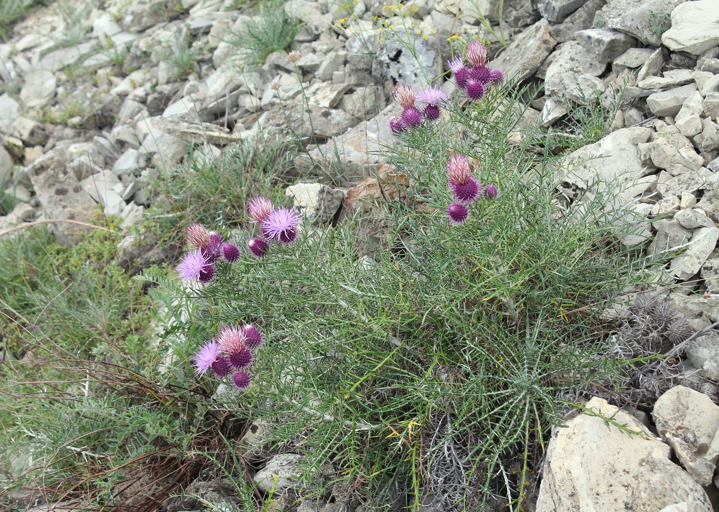 Изображение особи Lamyra echinocephala.