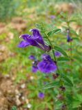 Scutellaria scordiifolia