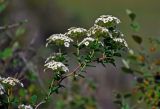 Spiraea trilobata. Верхушка ветви с соцветиями. Алтай, Онгудайский р-н, устье р. Большой Яломан, скалистый склон. 11.06.2019.